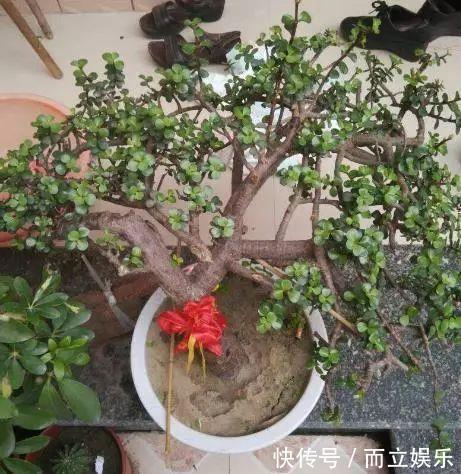 马齿苋树养成“老桩”,就靠“这液体”,10天用1次,半年就成!