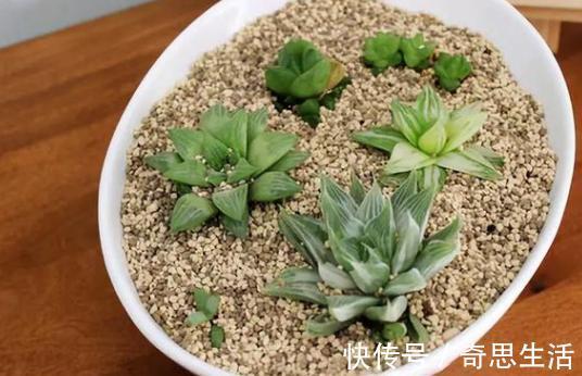 盆栽多肉植物，叶片不够圆润怎么办新手当多关注5个细节处理