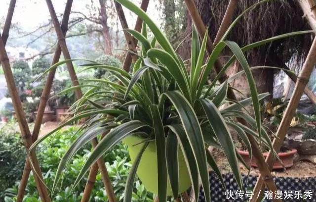 这3种吊兰千万别这么养，不然疯长爆芽，控制不住!