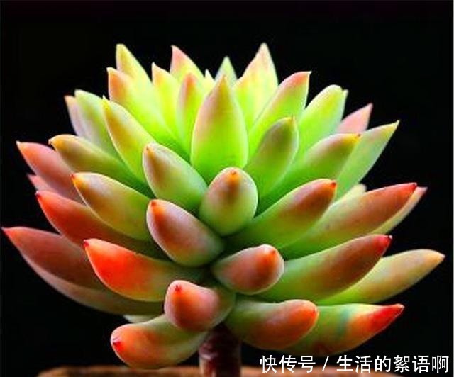 多肉中的“吉祥佛祖”,上色简单爆头快,最容易养成悬崖桩!