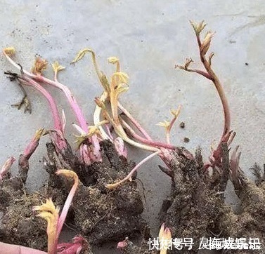 无花果树|六种“冻不死”植物，沾土既活，放在家里满屋香！身体还会更健康