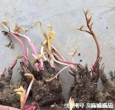 无花果树|六种“冻不死”植物,沾土既活,放在家里满屋香!身体还会更健康