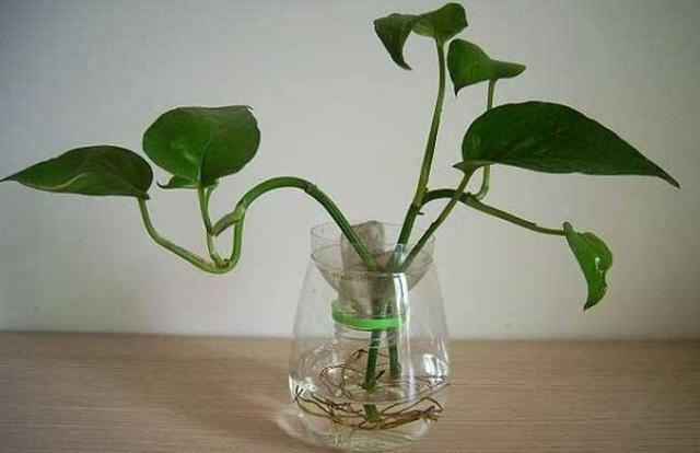 水培绿萝,叶子又厚又绿,根白的喜人,因为水里加了它