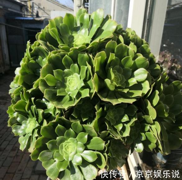 关于养法师，小花匠告诉你4个“经验”，不落叶，长势好，状态美