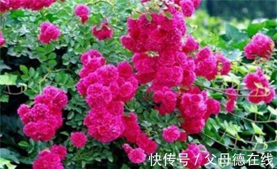 养花试试这几款,花朵灿烂美丽,优雅多彩