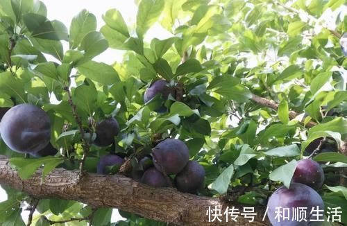 失眠|女性怕老太快，多吃的食物，改善失眠，振奋精神，吃了气色更好