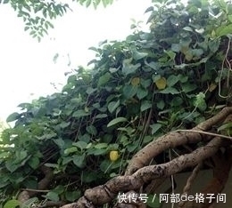 中华青牛胆|这野草，人称“砍不死”，却是治风湿关节的好药材，家中可常备