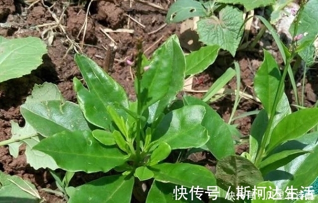 農民|農村一種常見野草，被農民割來喂豬，殊不知是種珍貴“土人參”