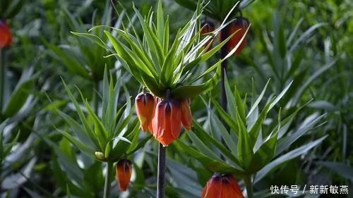 农村|农村一种野草,专家说可清热润肺,以前不被重视现在一斤80元