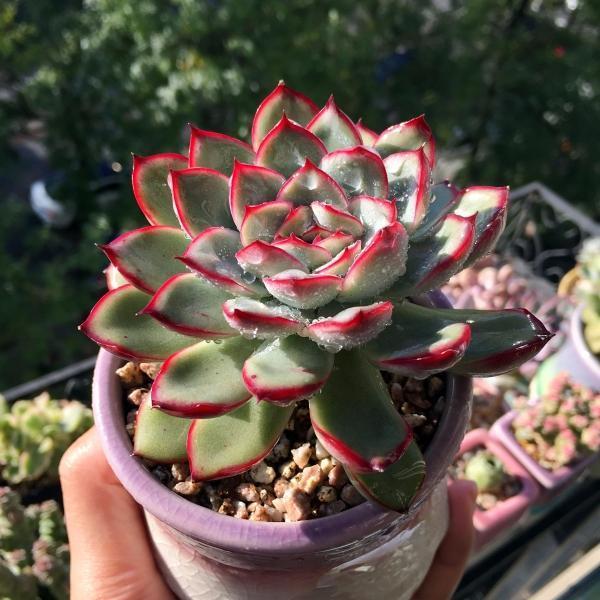 花盆里有蚧壳虫喷一喷,埋点药,蚧壳虫一网打尽