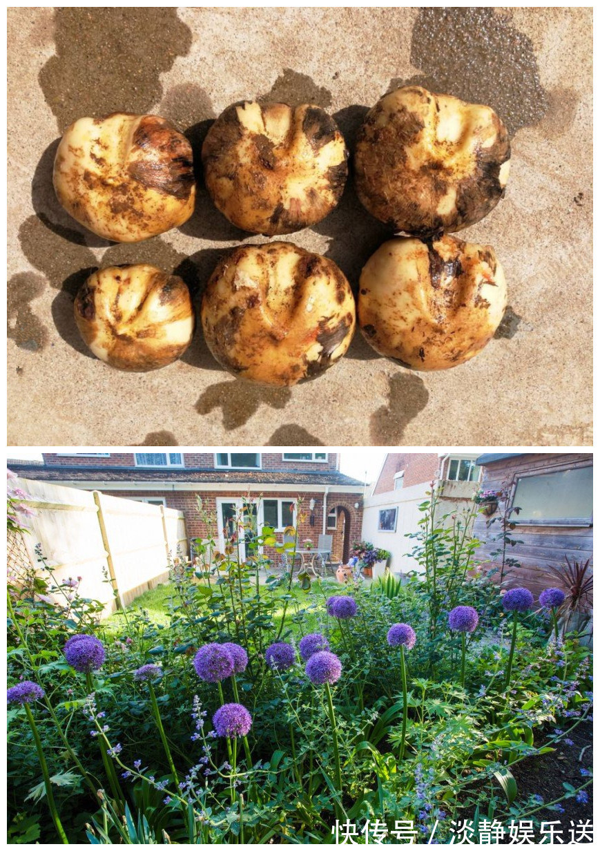 花朵最大的球根花卉，花似大绣球，花期长，养护简单，值得入手！