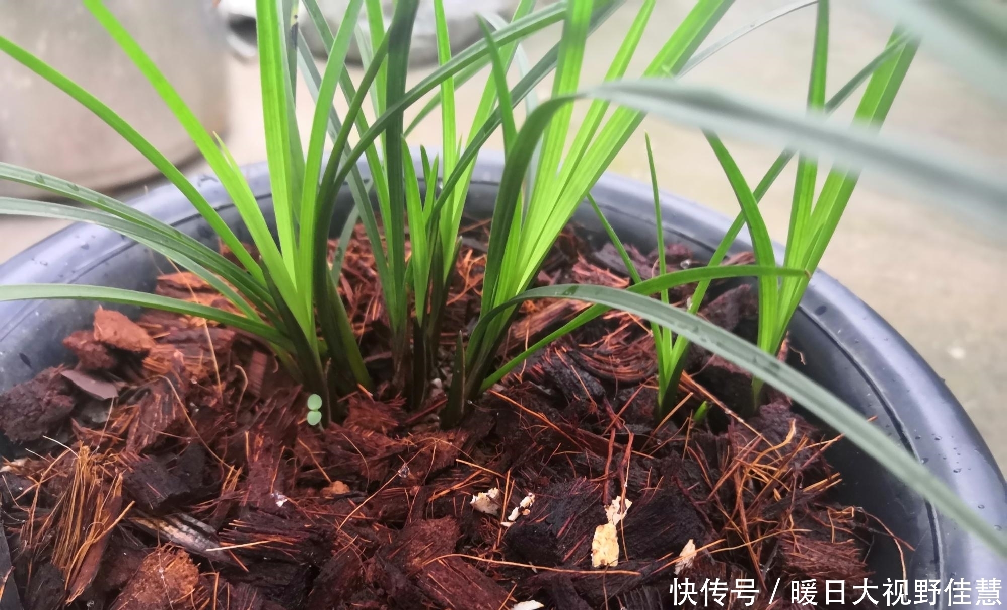 养兰人|养兰人总结出来的养兰偏方,招招好使,叶芽满盆