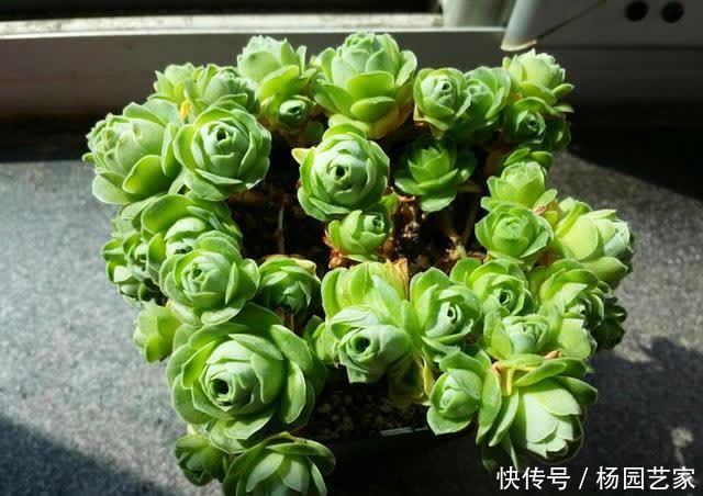 莲花掌属的多肉,好看又好养,入股不亏