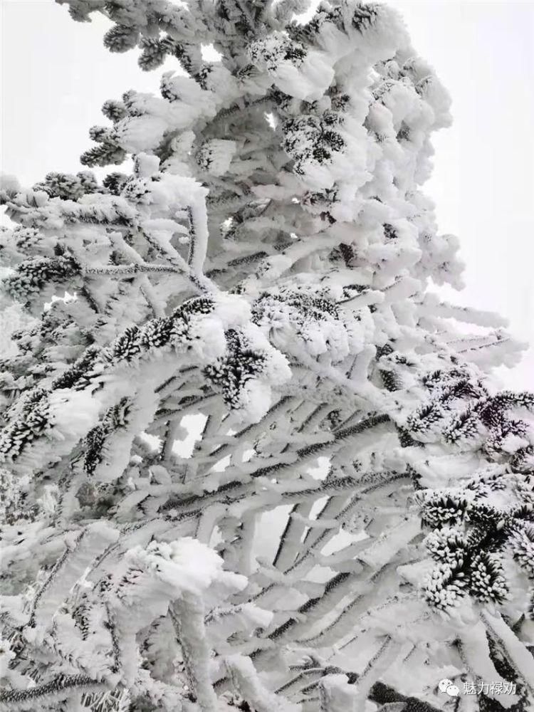 轿子雪山2021年第一场雪