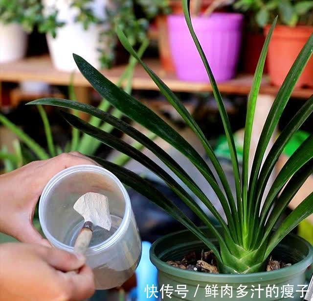 君子兰|君子兰春天“要喂饱”,吃饱喝足练练苗,一年长出6片“肥叶子”