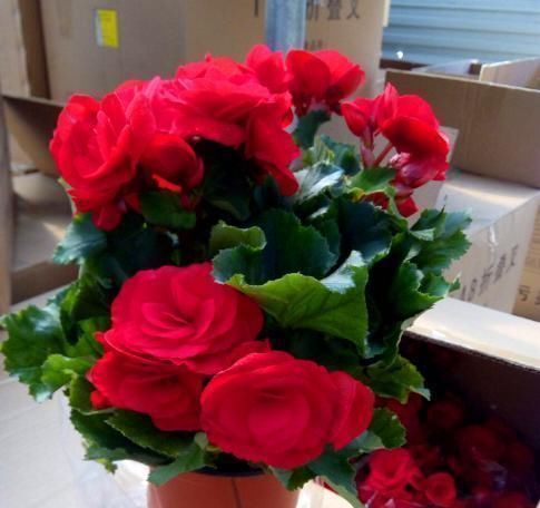 老花匠|这“4种”花卉养的好，老花匠都称赞，能养活1盆的人，绝对是高手