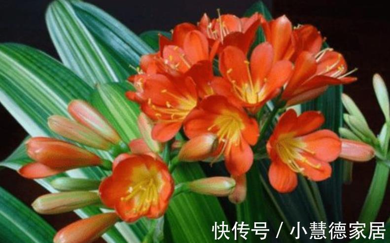 植株|君子兰怕“三高”,及时避开才能长出好状态,叶片挺拔如折扇