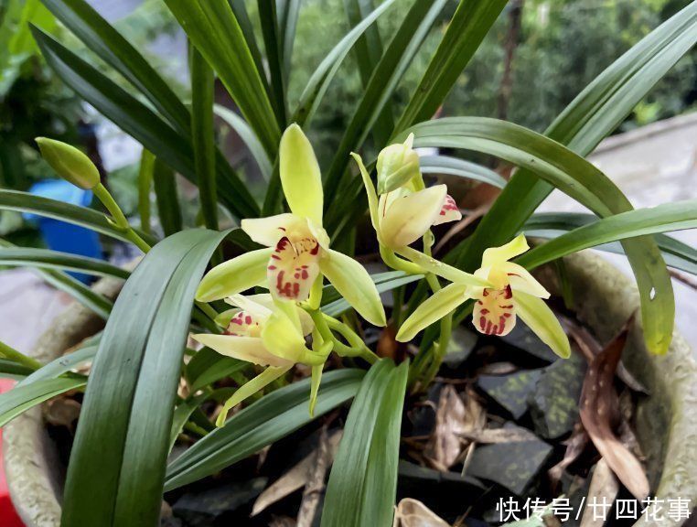 兰花施肥,掌握1句“口诀”,新芽“蹭蹭”冒,花朵“呼呼”开