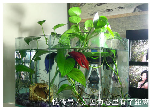 养花|最厉害的养花营养液给花喝一勺,啥花都喜欢,花开满枝条