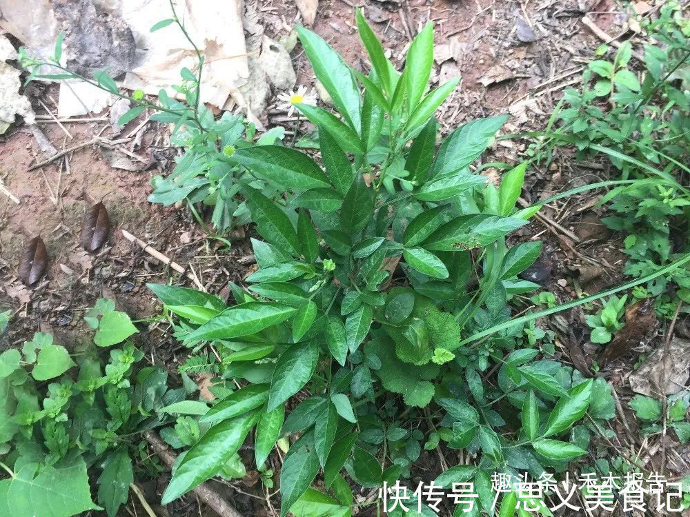 竹棍|人稱“餓螞蝗”，名字挺嚇人，用處卻很高，過去常燉肉給小孩吃