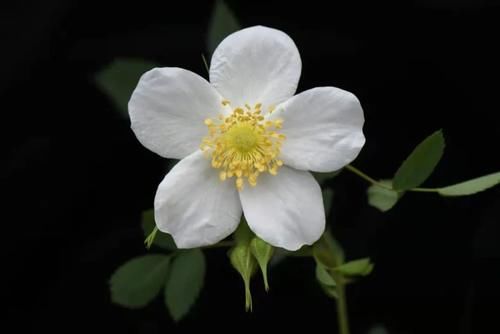 看完文章才知道,中国月季不止今天的美丽,还有辉煌的曾经