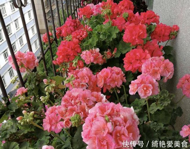 蚊子害怕这“5种花”,夏天养1盆,蚊虫躲的远,安心睡觉