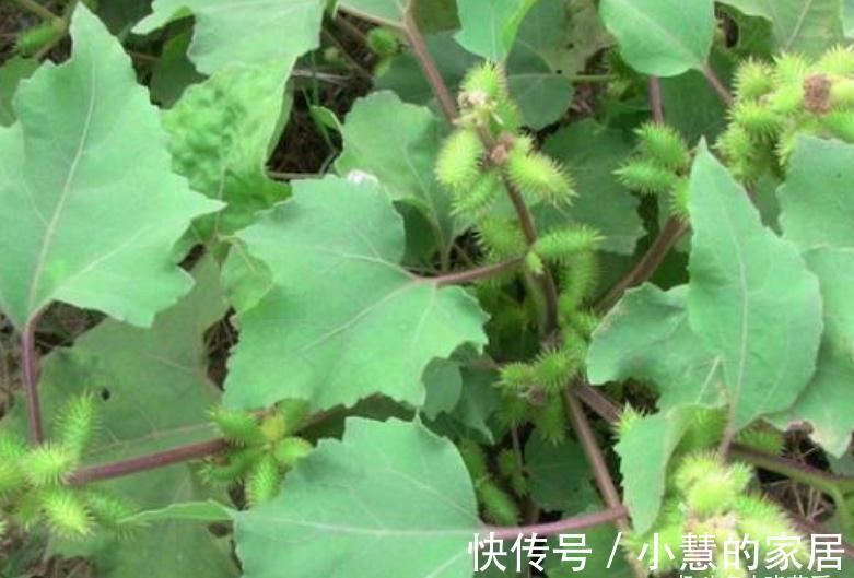 “美丽有毒”的植物，快来认识11种“毒花毒果”，不吃亏不上当