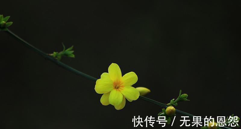 三角梅|进入秋天,10种花很喜欢磷酸二氢钾,早点喂饱,好处多多