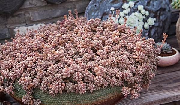 急性子养这6种“多肉”，长的快，状态美，半年就能长爆盆