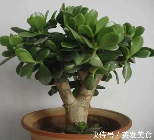 浇水|最适合懒人养的5种花,省心又好养,偶尔浇浇水就可以活