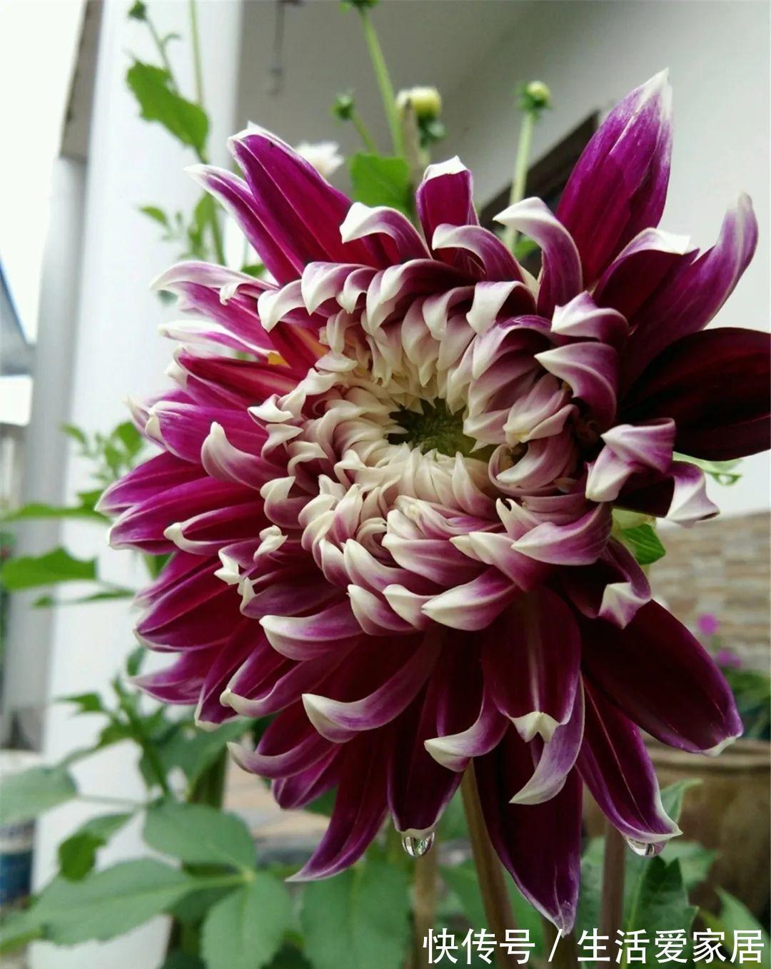 福建人爱养花草盆景，他们对花草形态是有“高要求”的！