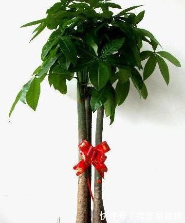 3种花就怕晒太阳,一晒就黄叶,特别难度夏