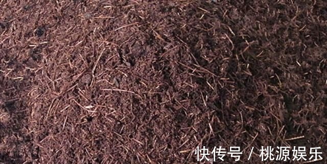 土质板结|万能养花之宝,盆里放一点,不黄叶、不烂根、不生虫还不用肥