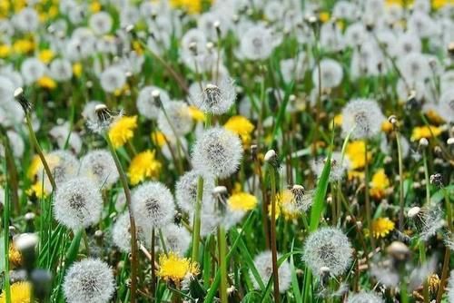 清热解毒|长期喝“蒲公英茶”会有何功效?这3类人群,或尽量少喝