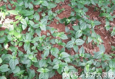 食积|适合秋天吃的野菜，用于消化不良，食积胃痛，白带等症