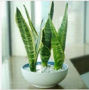 养虎皮兰,十天一次“壮叶水”,根旺,叶子疯长油绿长满盆