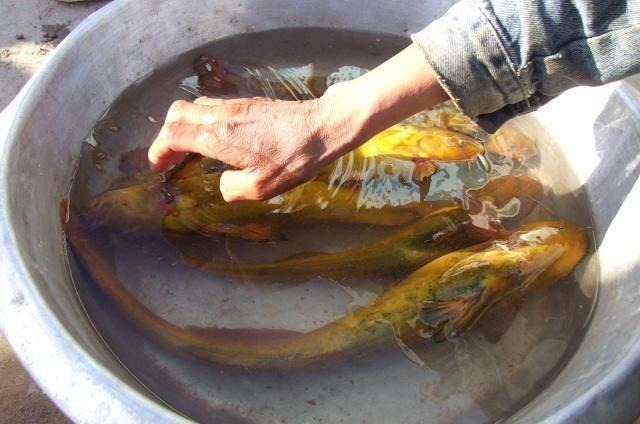 罕见!黄河“巨型黄辣丁”被人钓起,钓友:太大了,还能吃吗