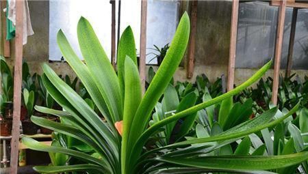 哈辉|家里养君子兰，3个位置不能摆放，不然黄叶不开花，别忽视