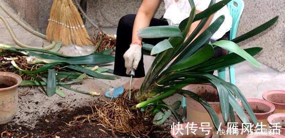 信号|夏天养君子兰,发出“三信号”还在生长期,补充水肥绽放层叠群花