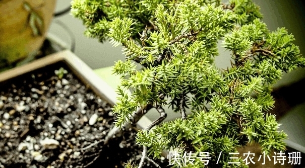 专家|农村常见的一种树桩, 一棵要3年才能定枝, 专家估计能卖到8000块