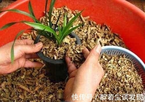 土质|楼下邻居装修,装了点木屑回家养花,给你们说说木屑养花的好处