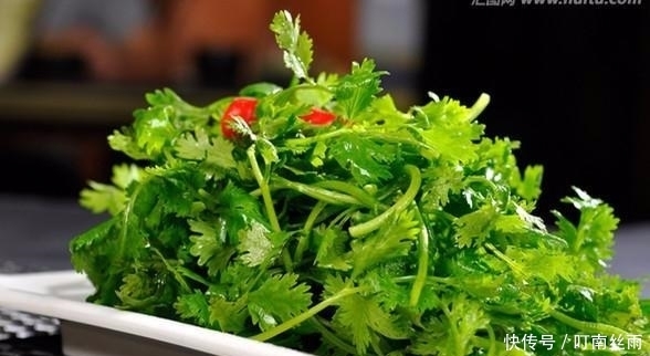 作用|每天喝一杯水煮“香菜”,坚持下去对身体有哪些好处?
