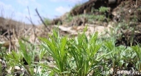 味道棒|它是降压“特效药”，农村遍地可见，营养丰富价值高，遇见别错过