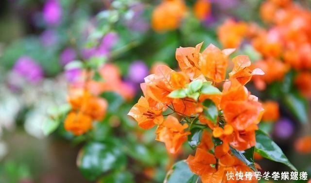 修剪|想让三角梅快速复花，修剪后别忘记做2件事，否则开花又要等好久！