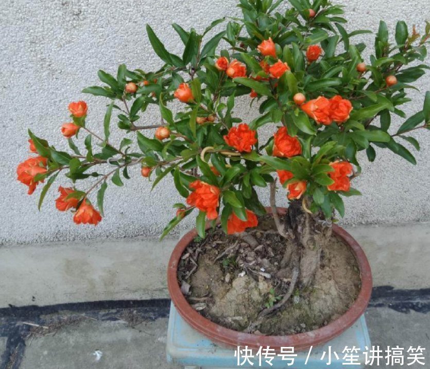 盆栽|盆栽石榴模样土？少了修剪这一步，咔嚓咔嚓，高大上