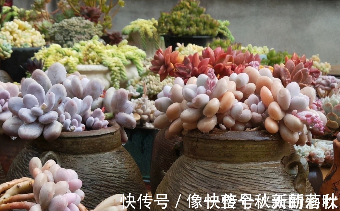 十多年前的老坛子，收集起来打孔改造，用来种多肉可不是一般的美