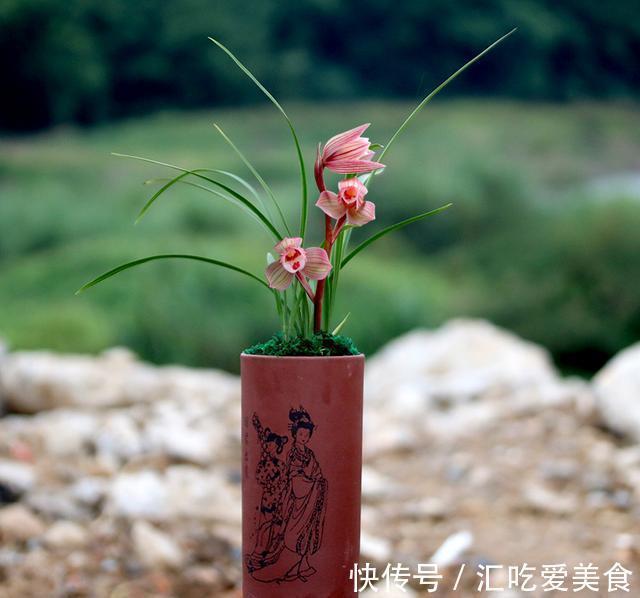 曾价值30万一苗,金边鹤艺,花色美艳,香味浓醇,带你认识女儿红