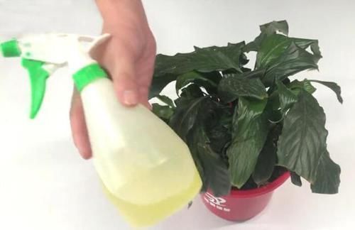 蚊香|花盆里滋生小虫子怎么办花卉市场老板教我一招,虫子不再有