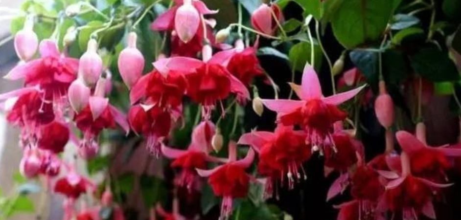 半日照|卧室就养“3种花”,赏心悦目,清香安神,改善睡眠质量