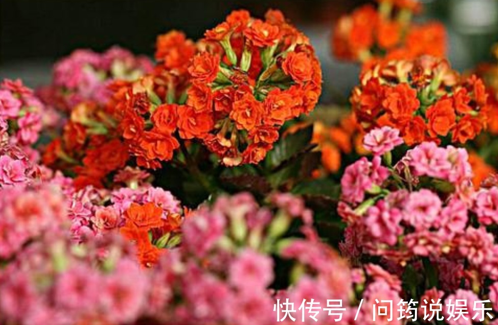 养花|家中养花不要乱，6种“镇宅花”可以养，2种“破财花”不能养